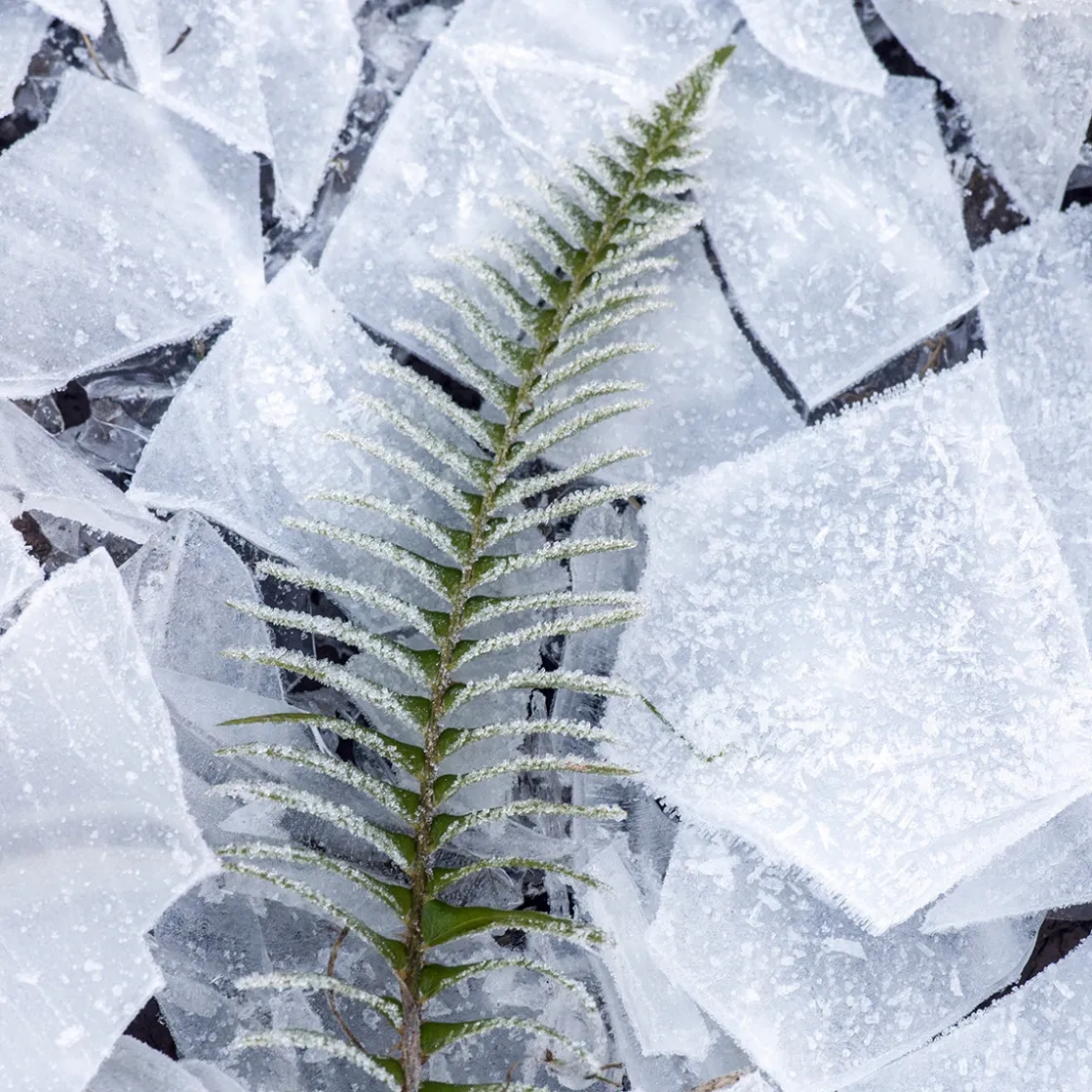 Maison Crivelli Absinthe Boréale Eau de Parfum 100ml Discount