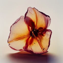 PANTOMIME Parfum ACT 6 Eau de Parfum 100ml