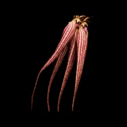 Byredo Bal D'Afrique Absolu 50ml Hot