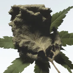 Dries Van Noten Cannabis Patchouli Eau de Parfum Refill 200ml Sale