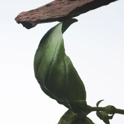 Dries Van Noten Crazy Basil Eau de Parfum Refill 200ml Hot