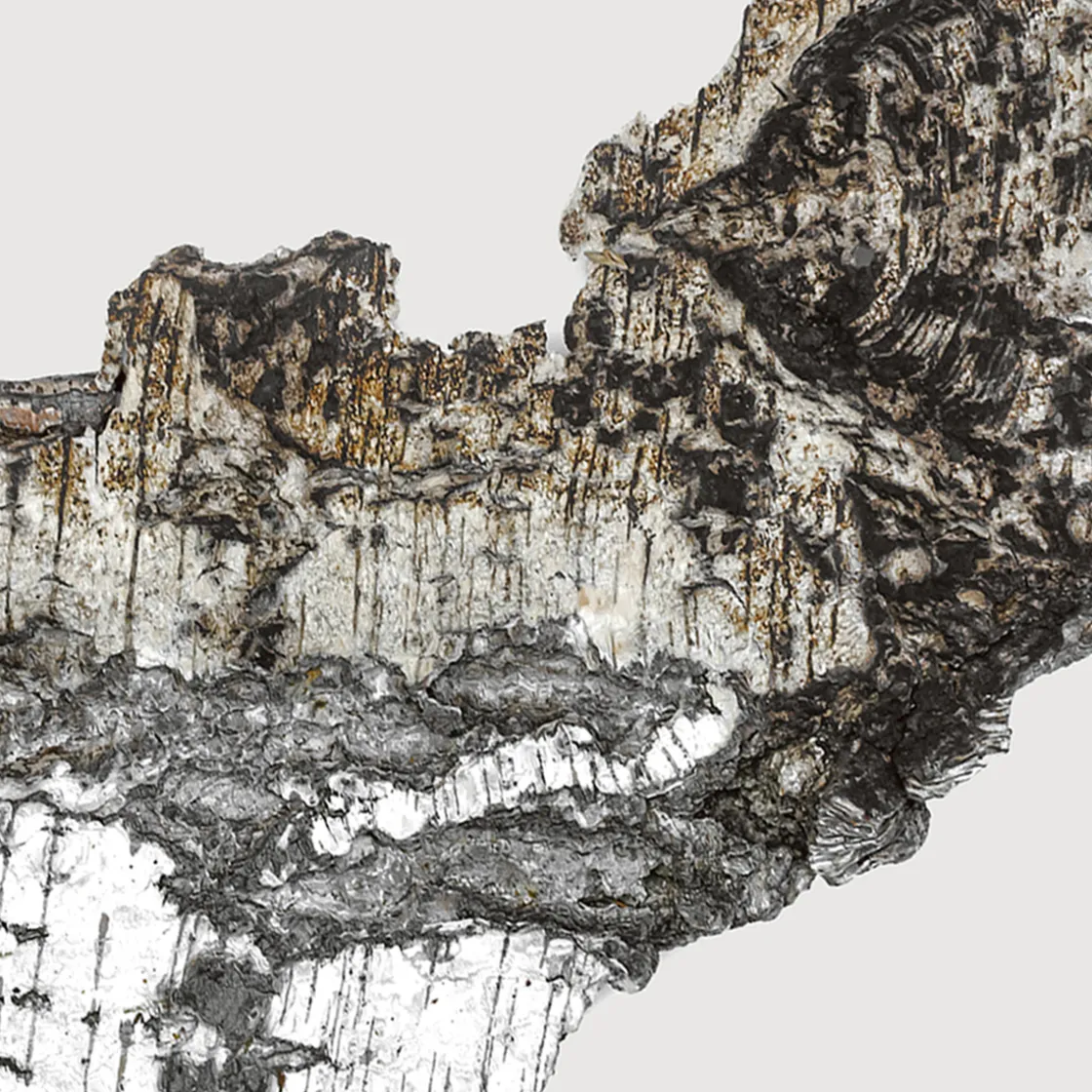 Matiere Premiere Falcon Leather Extrait de Parfum 100ml New