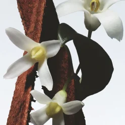 Dries Van Noten Fleur Du Mal Eau de Parfum Refill 200ml Outlet