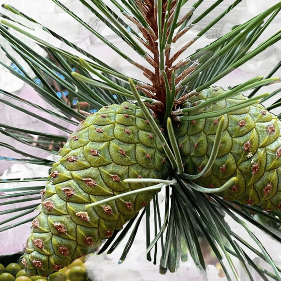 Byredo Gypsy Water Eau de Parfum 50ml Best