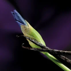 Maison Crivelli Iris Malikhân Eau de Parfum 30ml Best