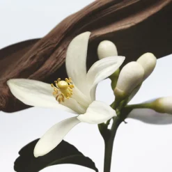 Dries Van Noten Jardin de l'Orangerie Eau de Parfum 100ml