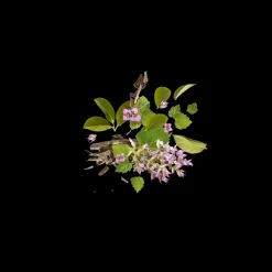 Xerjoff K Blue Holysm Eau de Parfum 50ml Clearance