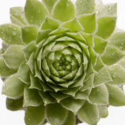 Susanne Kaufmann Moisturising Night Cream 50ml Hot