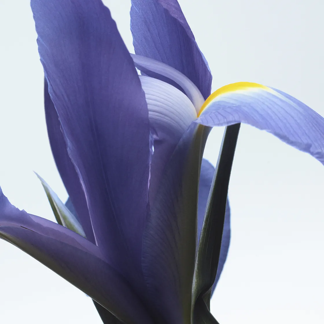 Dries Van Noten Neon Garden Hand Cream 50ml Online