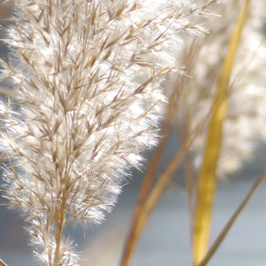 Maison Crivelli Papyrus Moleculaire Eau de Parfum 100ml Discount