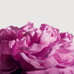 Matiere Premiere Radical Rose Extrait de Parfum 100ml Clearance