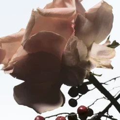 Dries Van Noten Raving Rose Eau de Parfum 100ml Online