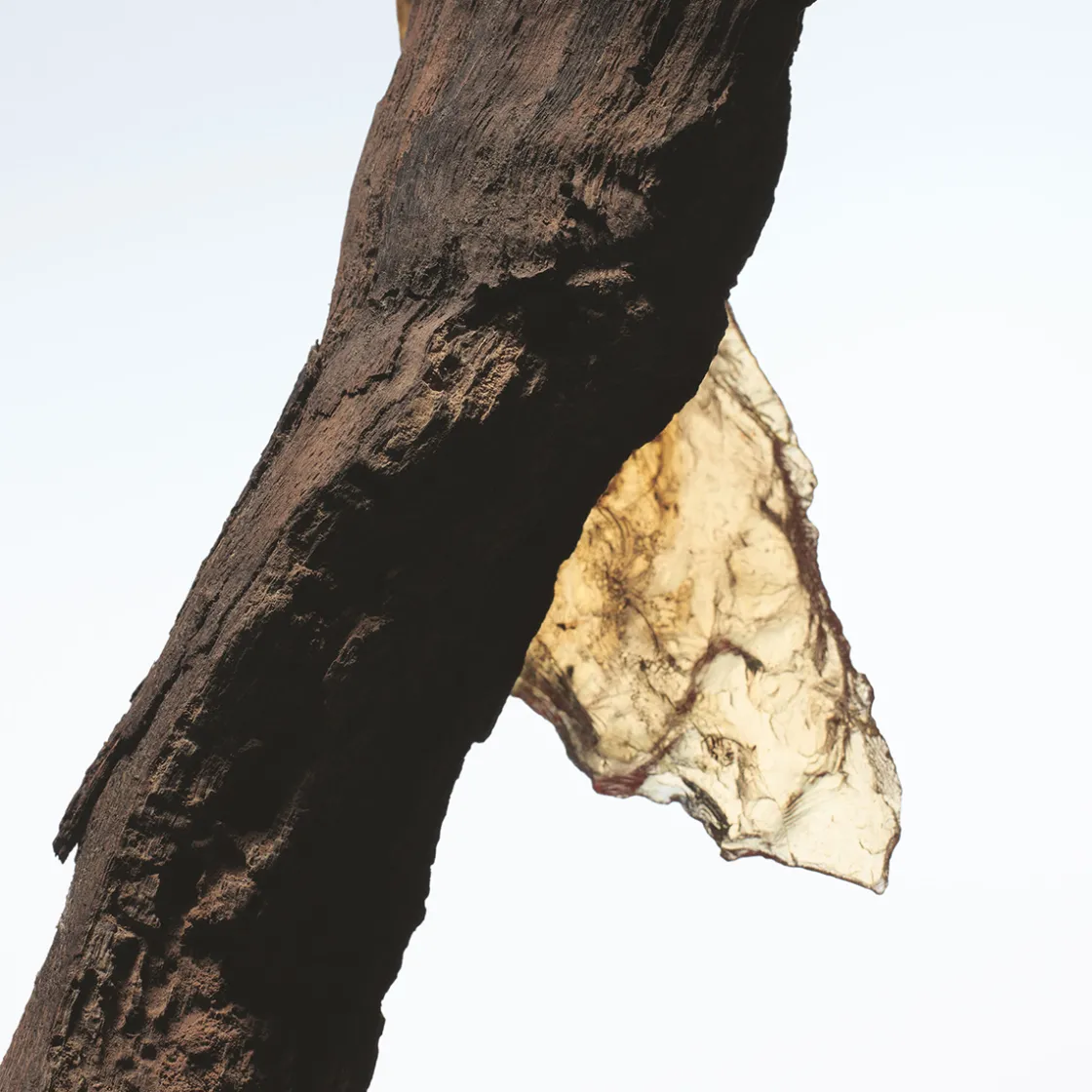 Dries Van Noten Rock The Myrrh Eau de Parfum 100ml Clearance