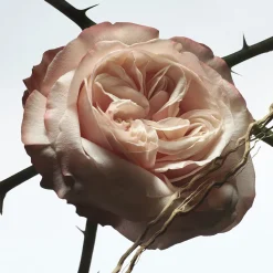 Dries Van Noten Rosa Carnivora Eau de Parfum Refill 200ml