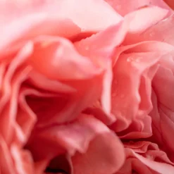 Dr. Vranjes Firenze Rosa Tabacco Candle Onyx 80gr Outlet