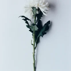 Notes De Bas De Paje Towede Extrait de Parfum 50ml Best