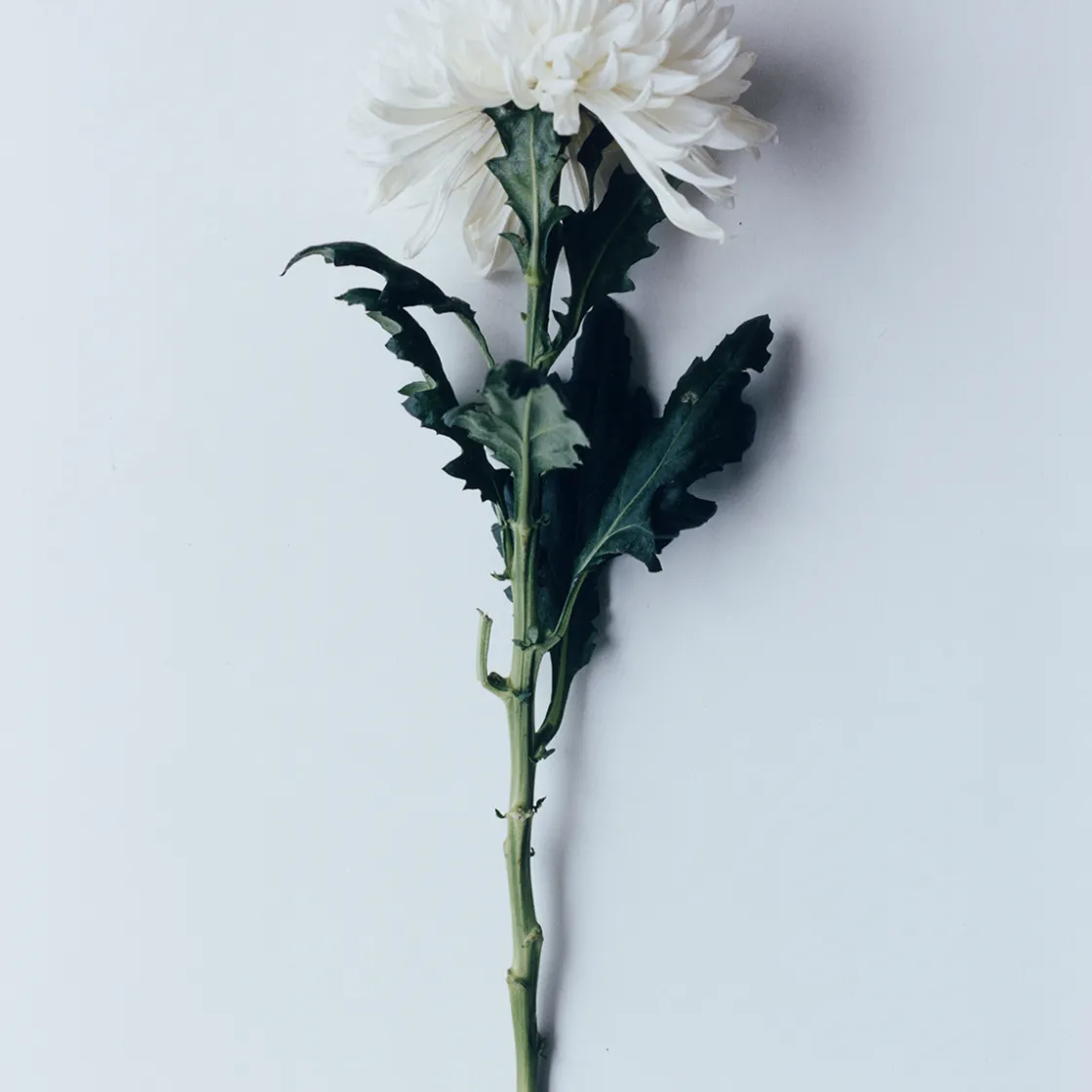 Notes De Bas De Paje Towede Extrait de Parfum 50ml Best