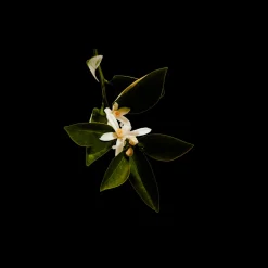 LOEWE UPPM Casa De Campo Eau de Parfum 100ml Online