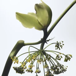 Dries Van Noten Vanille Camouflage Eau de Parfum Refill 200ml Best