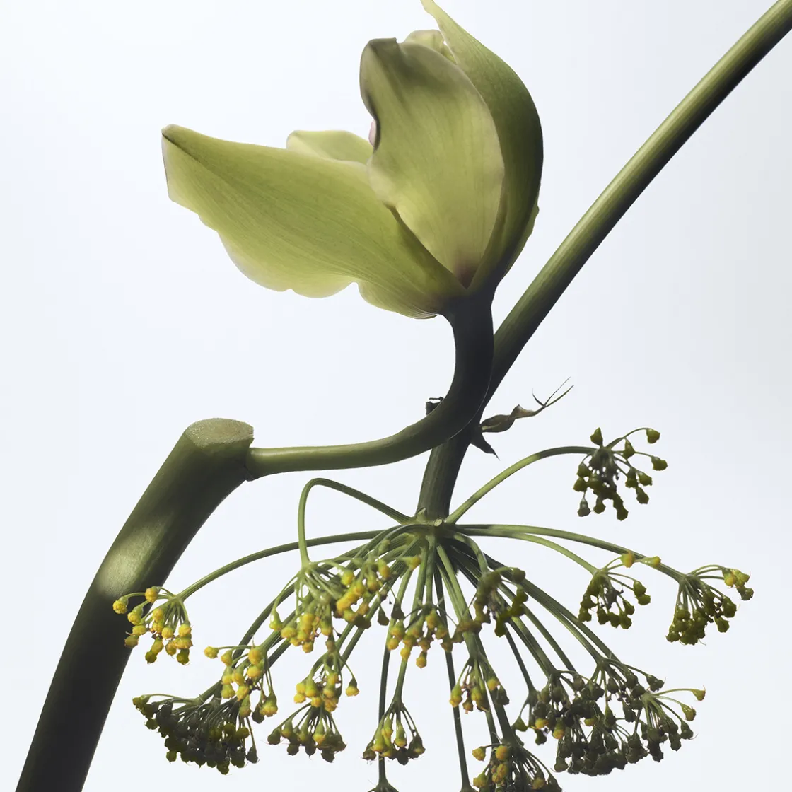 Dries Van Noten Vanille Camouflage Eau de Parfum Refill 200ml Best