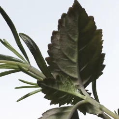 Dries Van Noten Voodoo Chile Eau de Parfum Refill 200ml Outlet