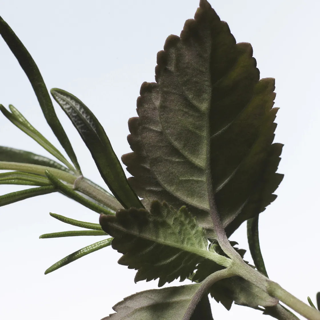 Dries Van Noten Voodoo Chile Eau de Parfum Refill 200ml Outlet